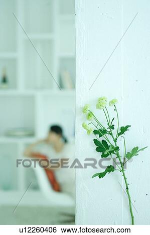 Chrysanthemum with a young woman sitting in the background View Large Photo Image Stock Photograph - Chrysanthemum with a young woman sitting in the background. Fotosearch