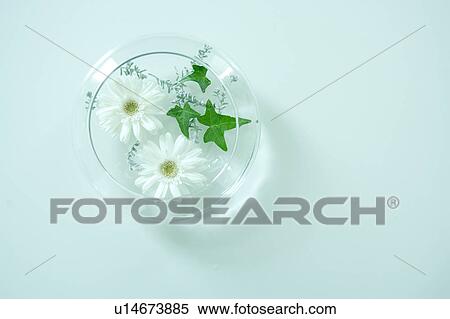 Gerbera and Ivy View Large Photo Image Stock Photography - Gerbera and Ivy. Fotosearch