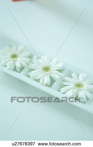 Gerbera View Large Photo Image Stock Photo - Gerbera. Fotosearch