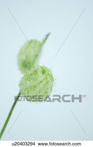 Picture - Gomphocarpus. Fotosearch