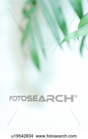 Leaf of plant View Large Photo Image Picture - Leaf of plant. Fotosearch