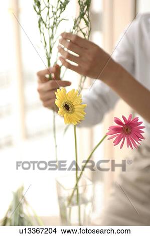A young woman arranging flower View Large Photo Image Picture - A young woman arranging flower. Fotosearch