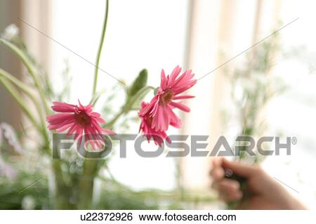 Close-up of Gerbera with a woman's hand View Large Photo Image Stock Photograph - Close-up of Gerbera with a woman's hand. Fotosearch