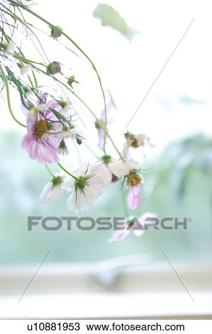 Stock Image - Cosmos. Fotosearch
