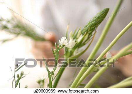 Flower with a young woman in the background View Large Photo Image Stock Photo - Flower with a young woman in the background. Fotosearch