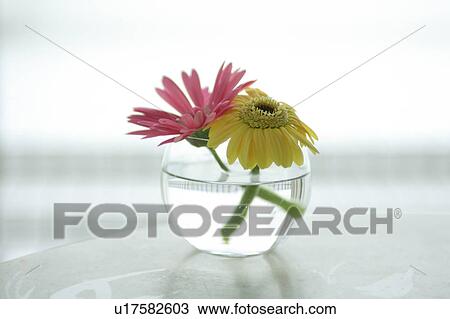 Gerbera in vase View Large Photo Image Stock Image - Gerbera in vase. Fotosearch