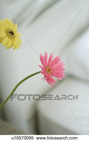 Stock Photography - Gerbera. Fotosearch