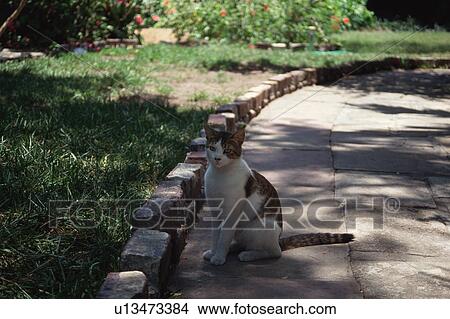 Cat looking at camera View Large Photo Image Picture - Cat looking at camera. Fotosearch