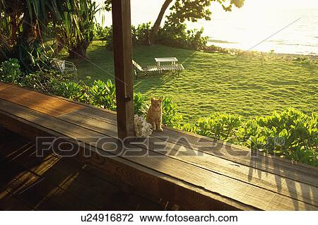 Cat looking at camera View Large Photo Image Stock Image - Cat looking at camera. Fotosearch