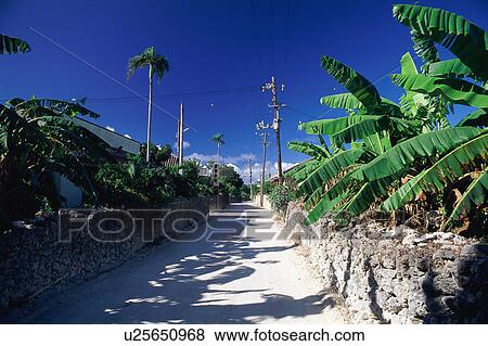 Stock Photo - Palm tree and road. Fotosearch