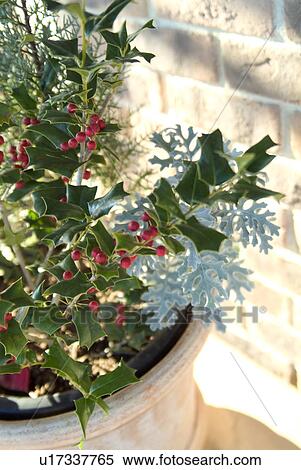 Stock Photography - Holly. Fotosearch