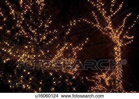 Illuminated trees View Large Photo Image Picture - Illuminated trees. Fotosearch