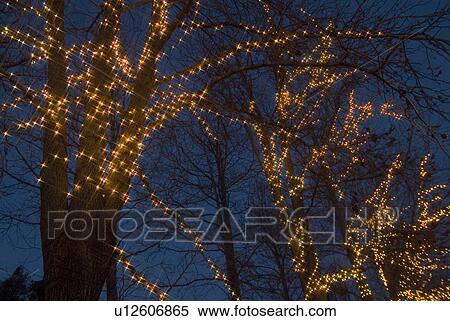 Illuminated trees View Large Photo Image Stock Photography - Illuminated trees. Fotosearch