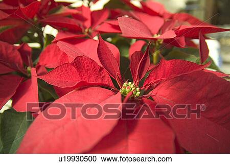 Stock Image - Poinsettia. Fotosearch