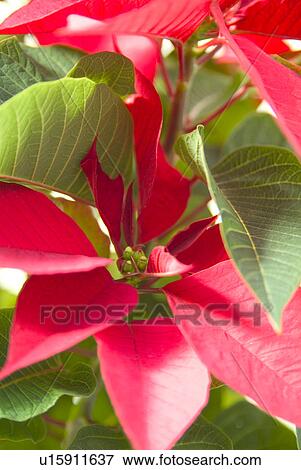 Stock Photo - Poinsettia. Fotosearch