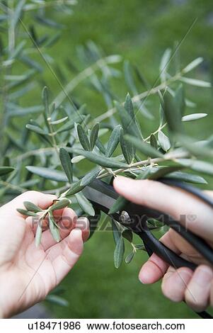 A woman clipping olive tree View Large Photo Image Stock Photograph - A woman clipping olive tree. Fotosearch