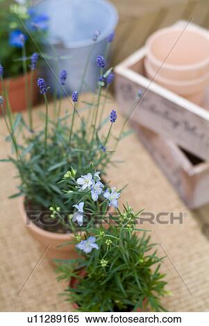 Lavender in pot View Large Photo Image Stock Photography - Lavender in pot. Fotosearch