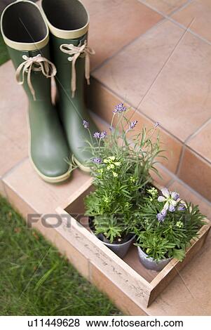 Potted plants and rubber boots View Large Photo Image Stock Photo - Potted plants and rubber boots. Fotosearch