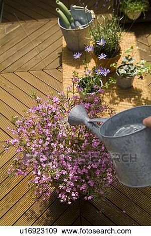 Stock Photo - Watering flower plant. Fotosearch