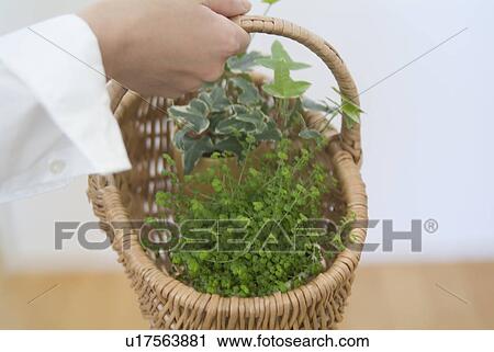 Stock Image - A woman holding a basket with plants. Fotosearch