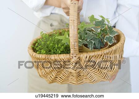 Stock Photo - A woman holding a basket with plants. Fotosearch