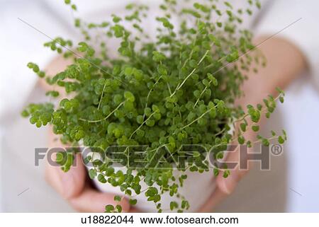 A woman holding a potted plant View Large Photo Image Picture - A woman holding a potted plant. Fotosearch