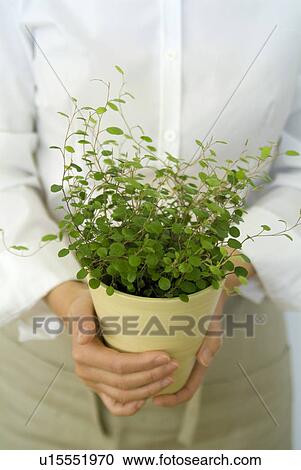 A woman holding a potted plant View Large Photo Image Stock Image - A woman holding a potted plant. Fotosearch