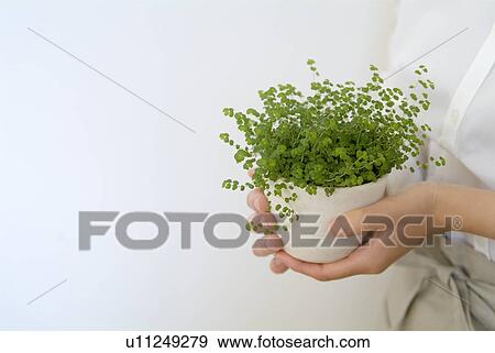 Stock Photo - A woman holding a potted plant. Fotosearch