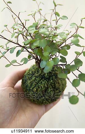 Stock Image - A woman holding mossball. Fotosearch