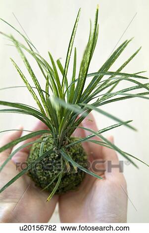 A woman holding mossball View Large Photo Image Stock Image - A woman holding mossball. Fotosearch