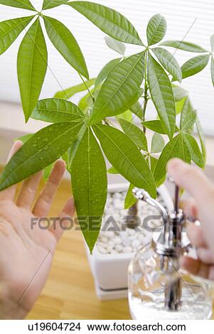A woman spraying plant with water View Large Photo Image Picture - A woman spraying plant with water. Fotosearch