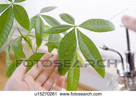 Stock Image - A woman spraying plant with water. Fotosearch
