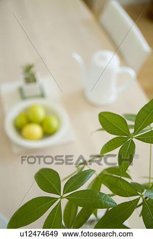 Stock Photo - Green leaves with lemons on table in background. Fotosearch