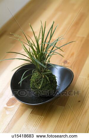 Stock Image - Mossball. Fotosearch