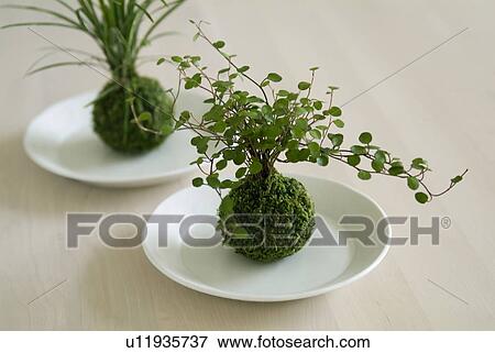 Stock Photo - Mossballs. Fotosearch