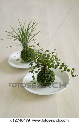 Stock Photo - Mossballs. Fotosearch