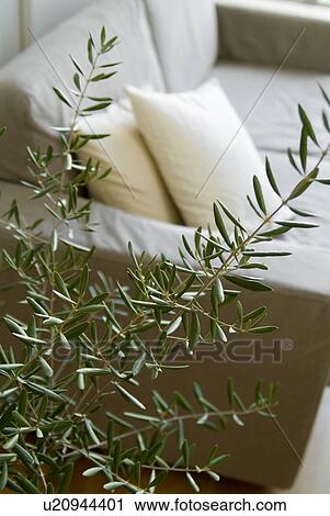 Olive plant and sofa View Large Photo Image Stock Image - Olive plant and sofa. Fotosearch