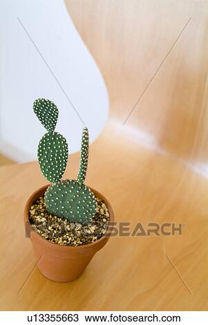 Stock Image - Potted cactus plant on chair. Fotosearch