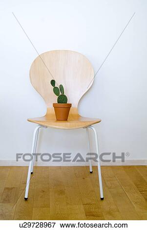 Stock Photo - Potted cactus plant on chair. Fotosearch