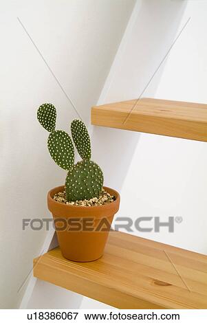 Stock Photo - Potted cactus plant on staircase. Fotosearch