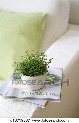 Potted plant and books View Large Photo Image Stock Photo - Potted plant and books. Fotosearch