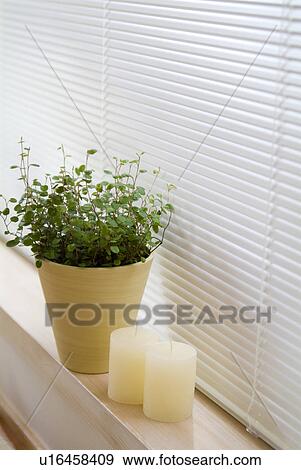 Potted plant and candles View Large Photo Image Stock Photo - Potted plant and candles. Fotosearch
