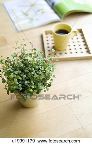 Potted plant and coffee View Large Photo Image Stock Photo - Potted plant and coffee. Fotosearch