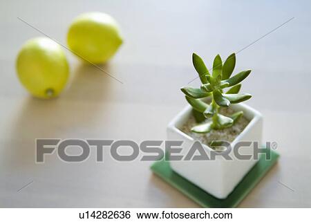 Potted plant and lemons View Large Photo Image Stock Photograph - Potted plant and lemons. Fotosearch