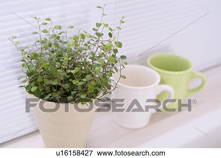 Stock Photo - Potted plant and mugs. Fotosearch