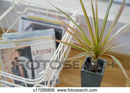 Potted plant and music CDs View Large Photo Image Stock Photograph - Potted plant and music CDs. Fotosearch