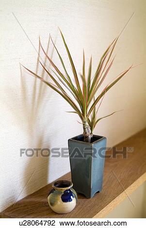Potted plant and pottery View Large Photo Image Stock Image - Potted plant and pottery. Fotosearch