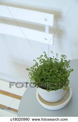 Stock Image - Potted plant and white chair. Fotosearch