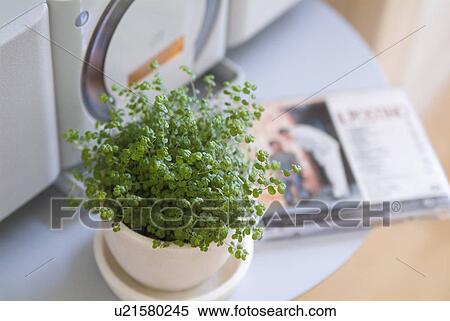 Potted plant in front of boom box View Large Photo Image Stock Photography - Potted plant in front of boom box. Fotosearch