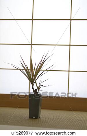 Potted plant in front of sliding door View Large Photo Image Stock Photo - Potted plant in front of sliding door. Fotosearch